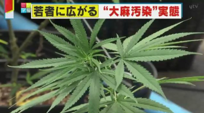 cannabis japan